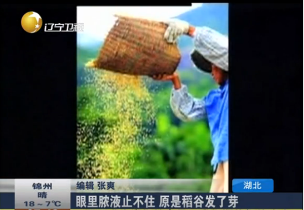 眼睛里面流膿液,，竟是稻谷發(fā)了芽