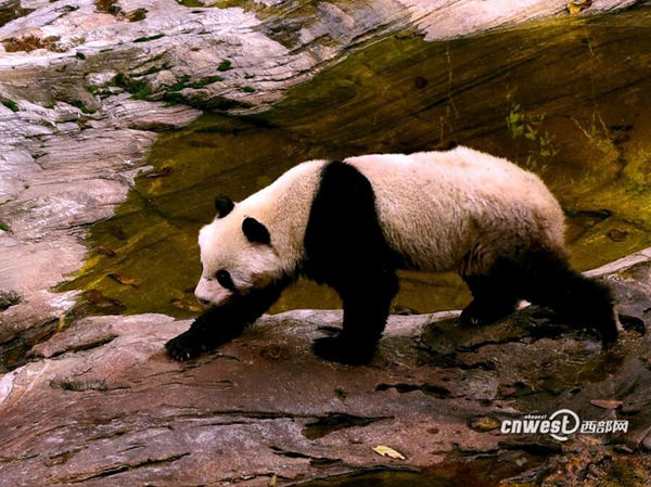 陜西太白縣景區(qū)現(xiàn)野生大熊貓 閑逛6小時后離開