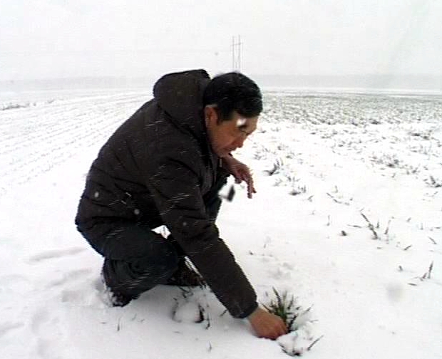 遂平： 農(nóng)技專家指導(dǎo)雪后麥田管理