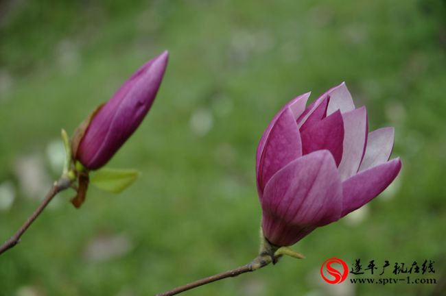 遂平：春天百花開(kāi) 游客賞花來(lái)