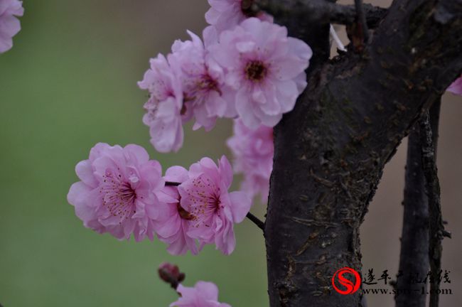 遂平：春天百花開(kāi) 游客賞花來(lái)