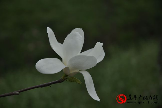 遂平：春天百花開(kāi) 游客賞花來(lái)