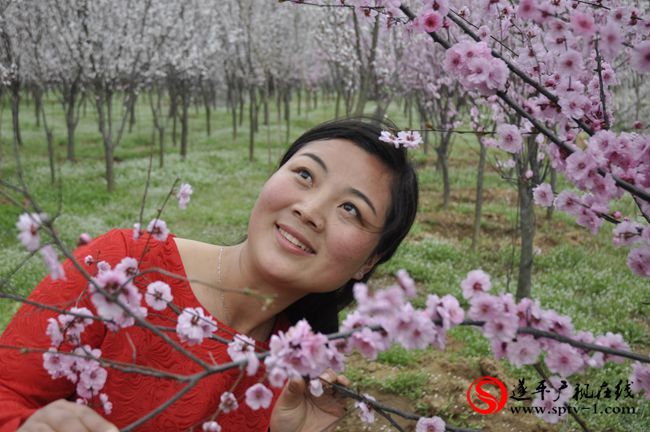 遂平：春天百花開(kāi) 游客賞花來(lái)