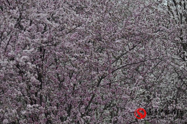 遂平：春天百花開(kāi) 游客賞花來(lái)