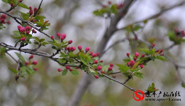 遂平：春天百花開(kāi) 游客賞花來(lái)