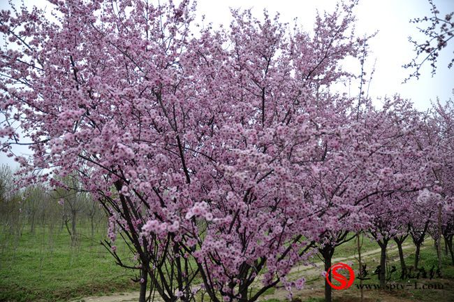 遂平：春天百花開(kāi) 游客賞花來(lái)