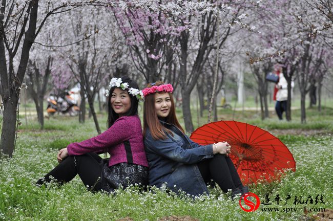 遂平：春天百花開(kāi) 游客賞花來(lái)