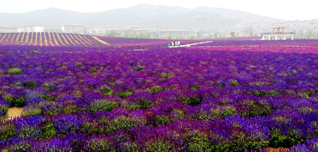 嵖岈山溫泉小鎮(zhèn)與你相約薰衣草