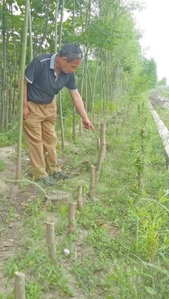 心痛！洛陽2天400棵樹被砍 到底因為啥,？