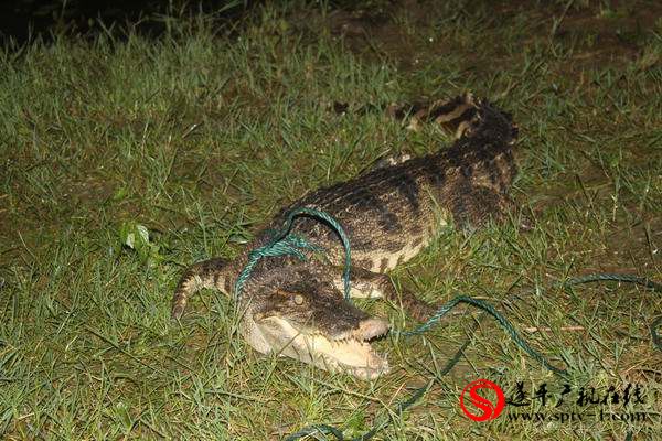 遂平縣城汝河段真的捕獲一只鱷魚(yú)