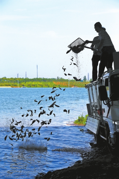 6月6日“放魚日”80萬尾魚苗放游伊河