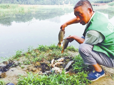 鄭州西流湖水發(fā)黑現(xiàn)大量死魚 一天撈500多斤