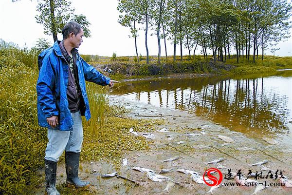 遂平：一魚塘每天死魚近千公斤